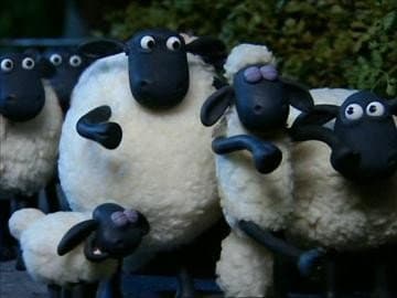 Still from Sheepwalking