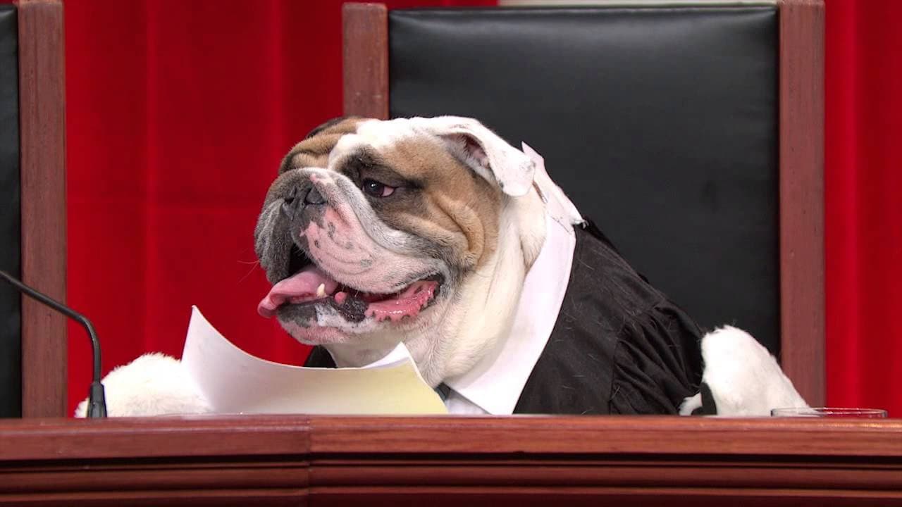 Still from Real Animals, Fake Paws Footage