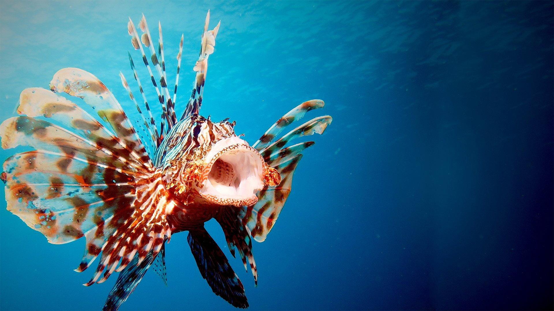 Still from Ocean Invaders