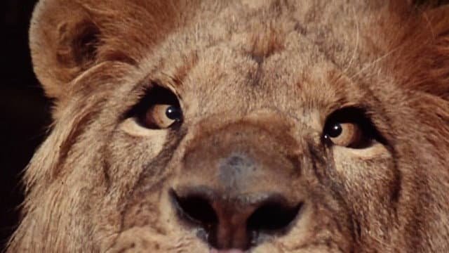 Still from Clarence, The Cross-Eyed Lion