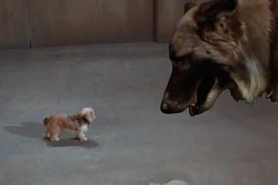 Still from Every Dog Needs a Boy