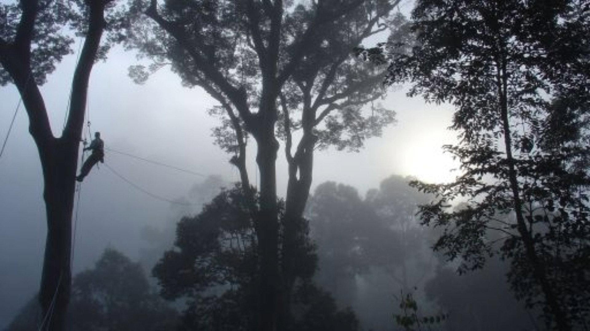 Still from Deep Jungle: New Frontiers