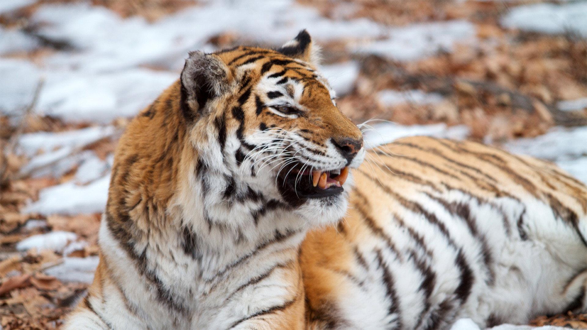 Still from Siberian Tiger Quest