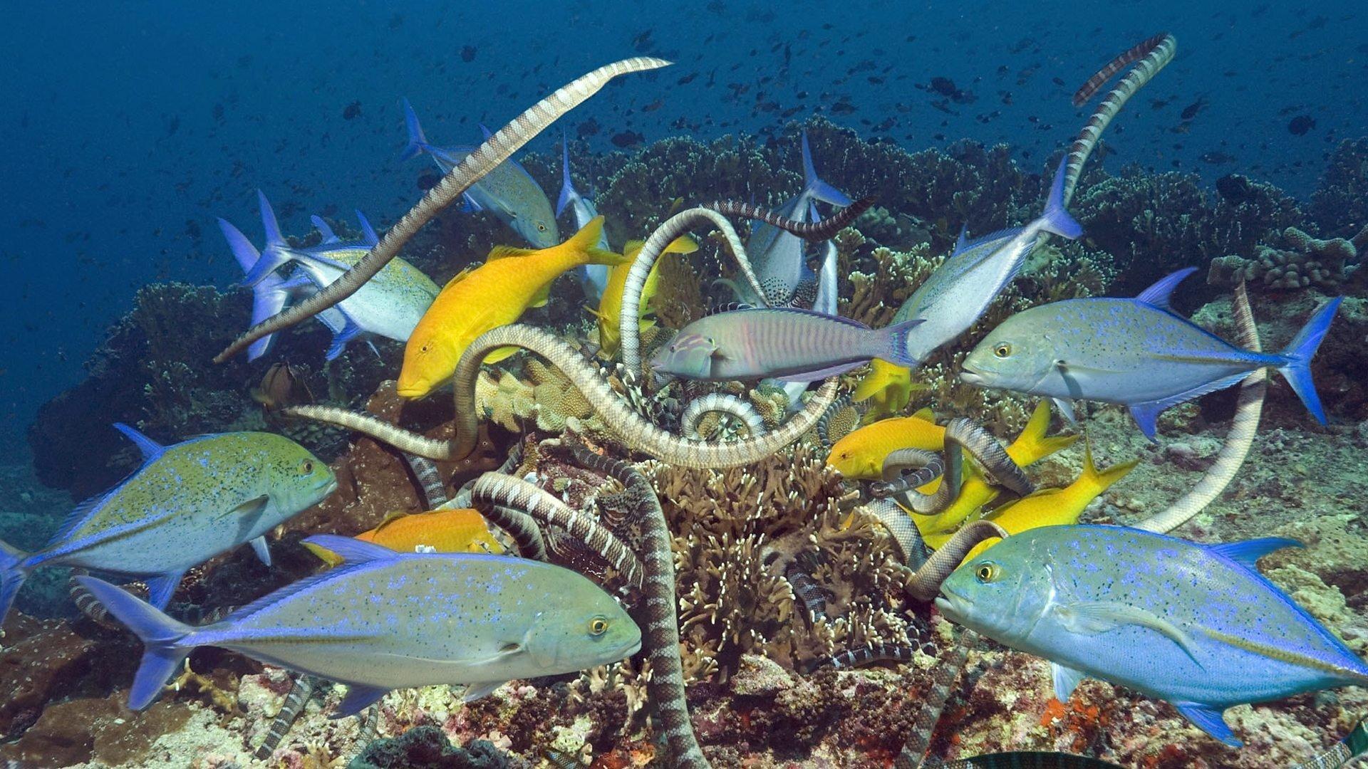 Still from Shallow Seas