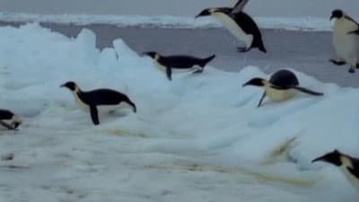 Still from Penguins of the Antarctic