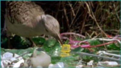 Still from Flying Casanovas