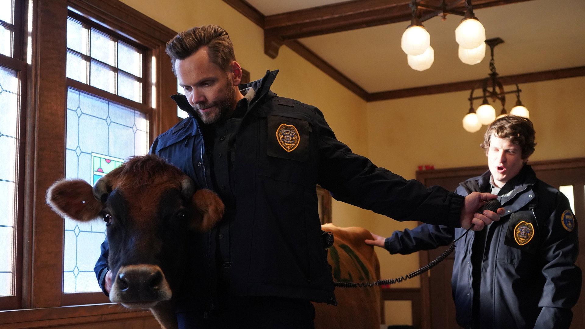 Still from Cows and Raccoons
