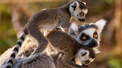 Still from Madagascar: Land of Lemurs