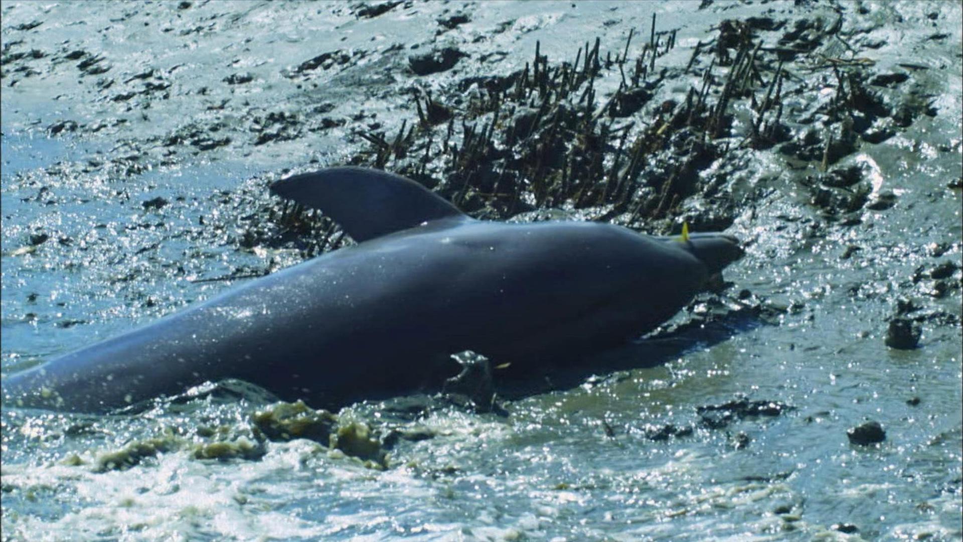 Still from Dolphins: Spy in the Pod (2)