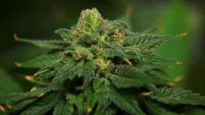 Still from Marijuana