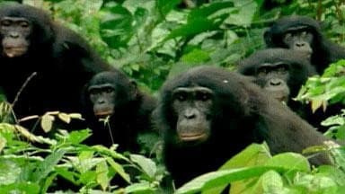 Still from The Last Great Ape
