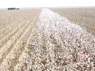 Still from Cotton