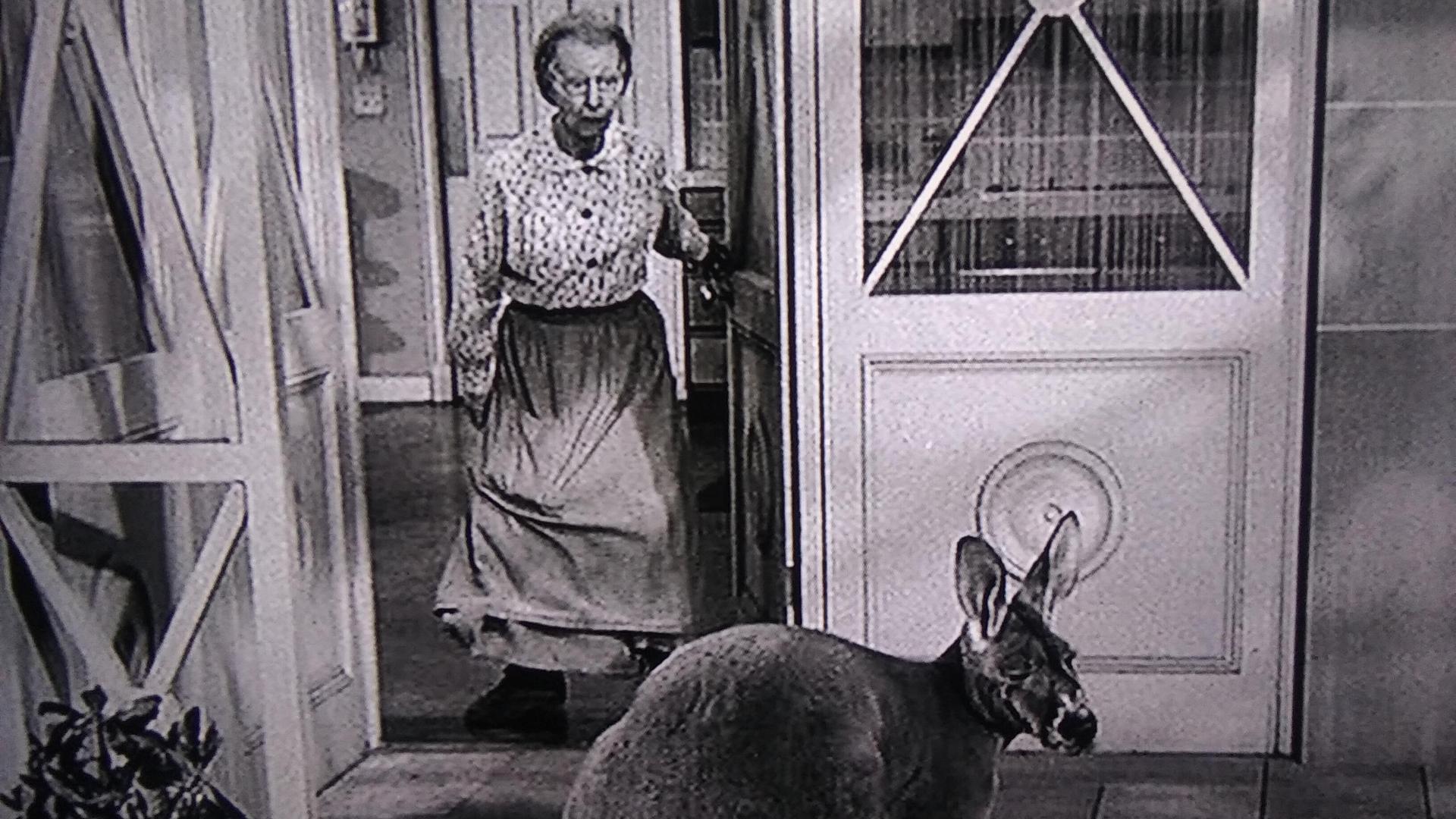 Still from The Giant Jackrabbit
