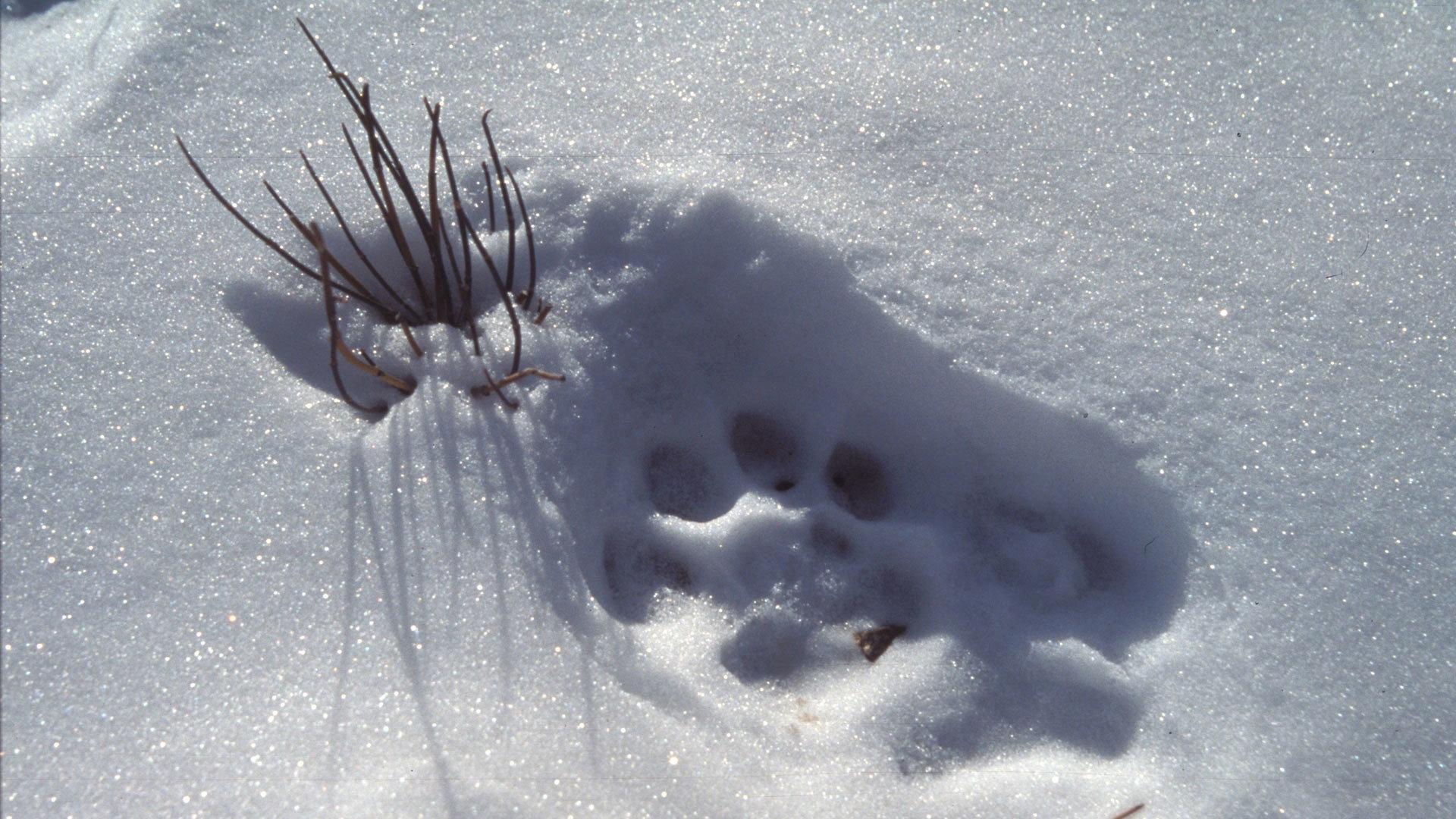 Still from Silent Roar: Searching for the Snow Leopard