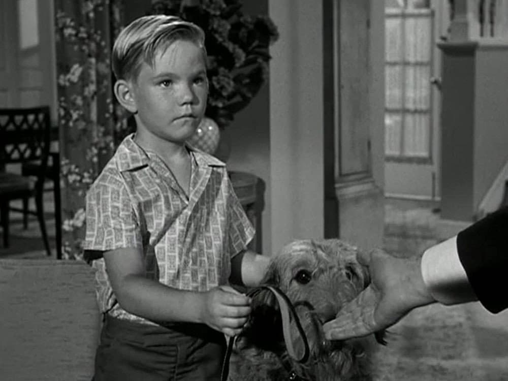 Still from Hazel's Dog Days