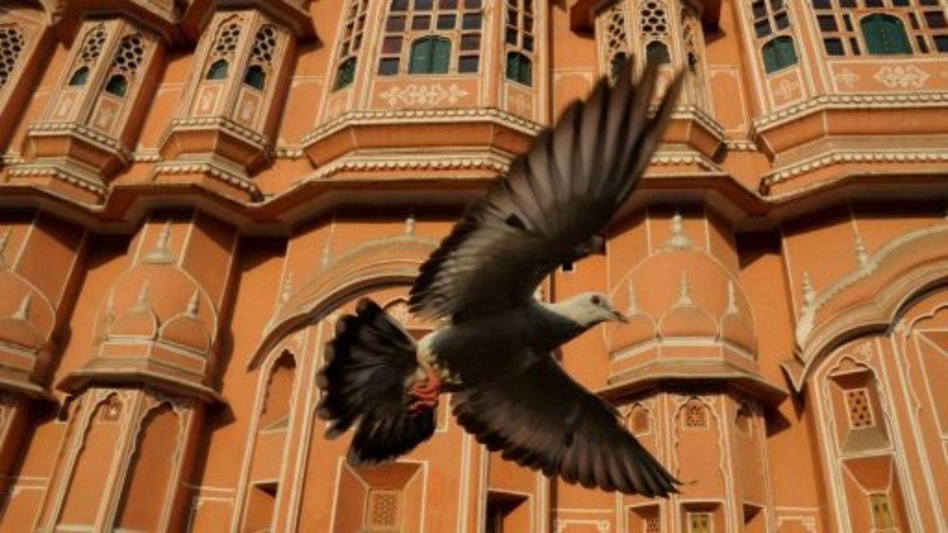 Still from Earthflight: Asia and Australia