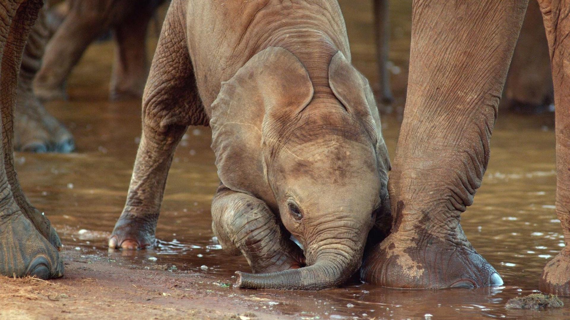 Still from The Elephant and the Termite