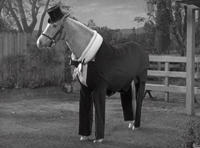 Still from Ed the Zebra