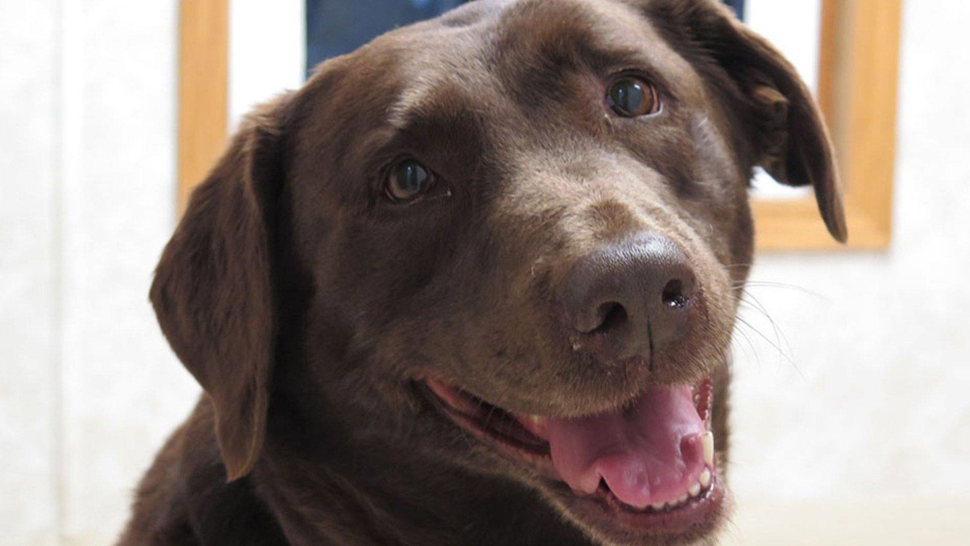 Still from K-9 to 5