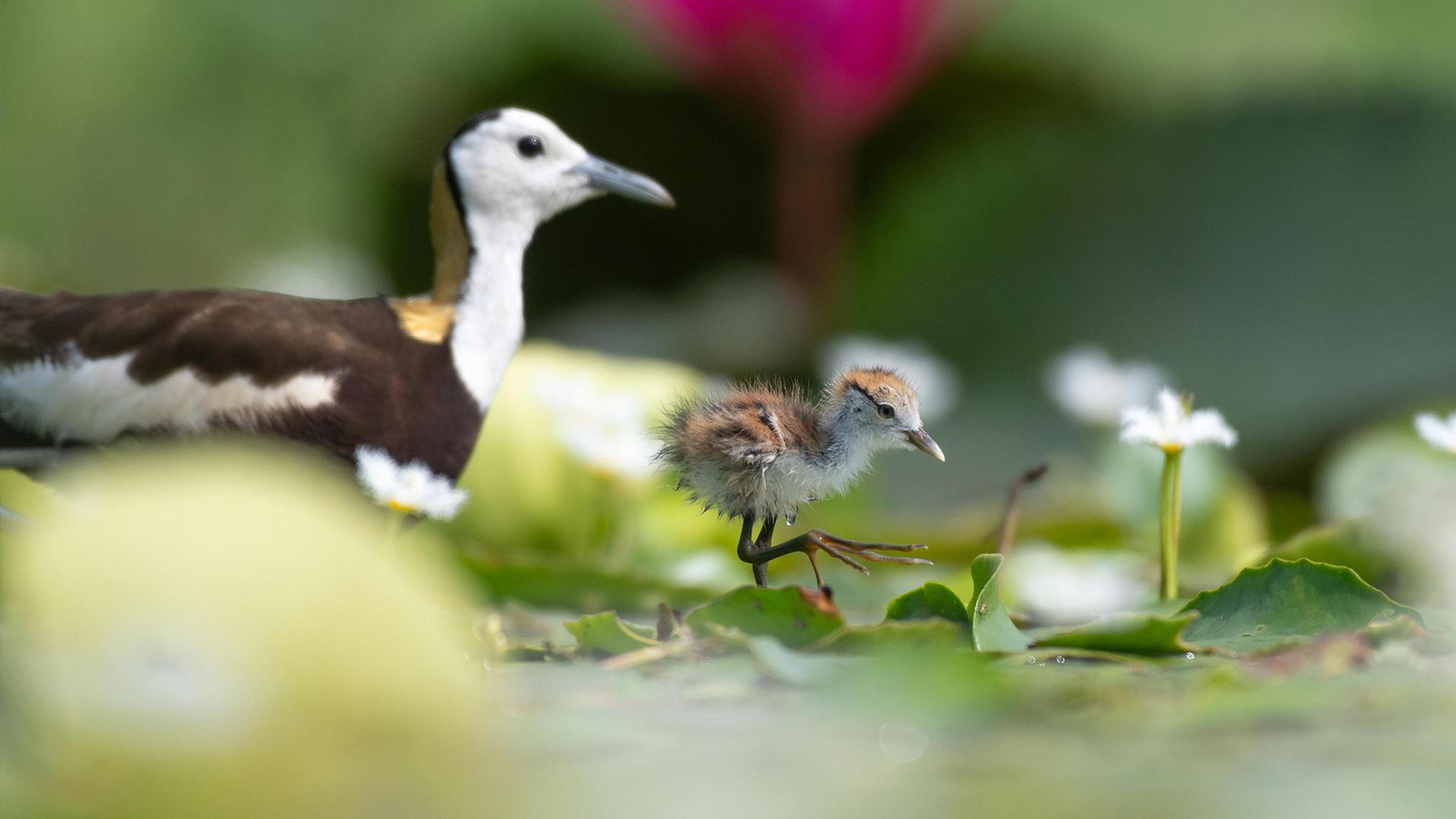Still from Parenthood: Freshwater