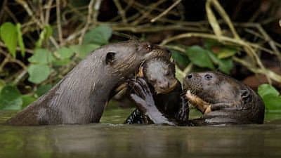 Still from Giant Otters of the Amazon