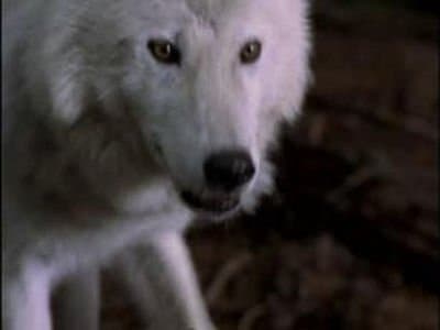 Still from Prophecy