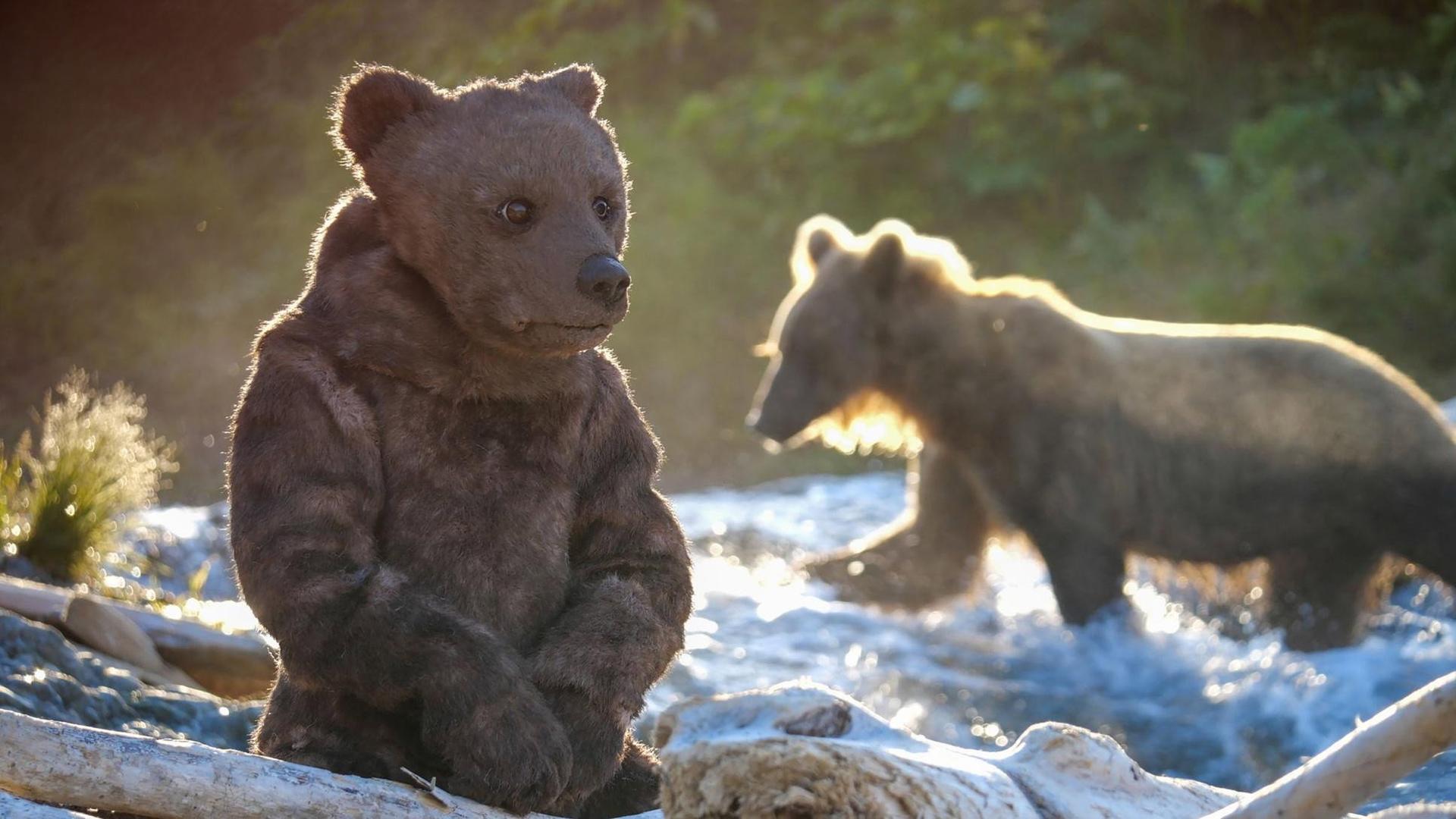 Still from Spy in The Wild 2: The North