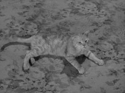 Still from Miss Paisley's Cat