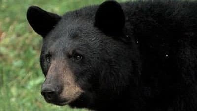 Still from In the Company of Bears