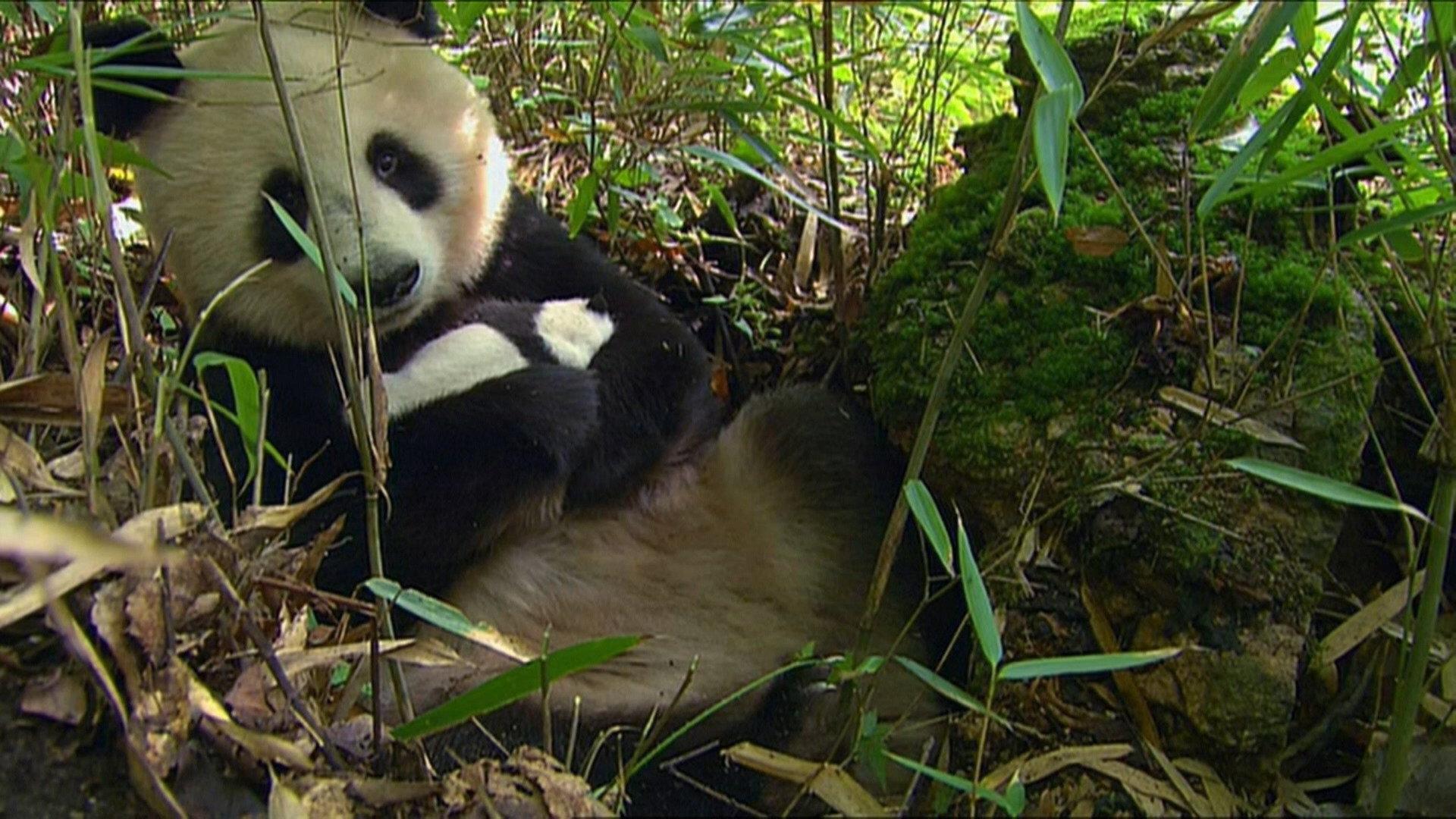 Still from The Future: Saving Species