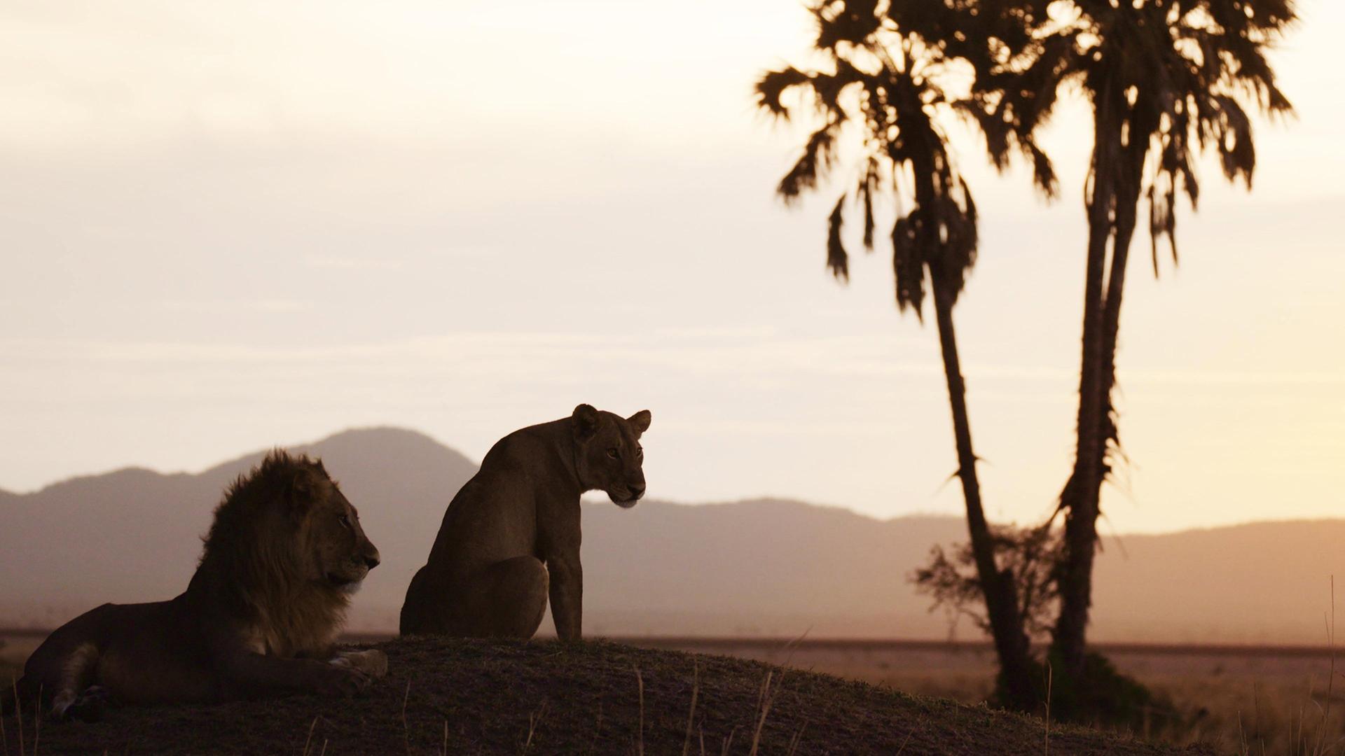 Still from Salvation | Katavi: Africa's Fallen Paradise