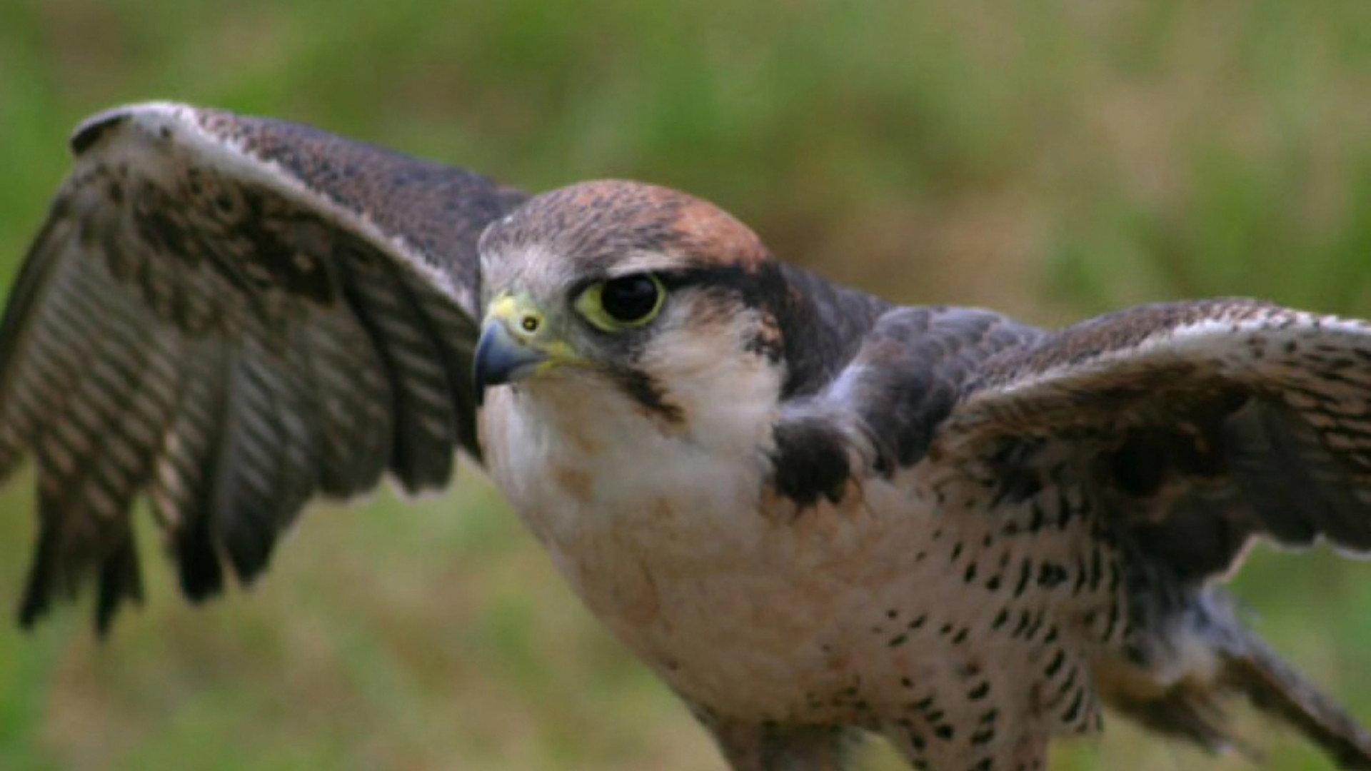 Still from Best of Birds