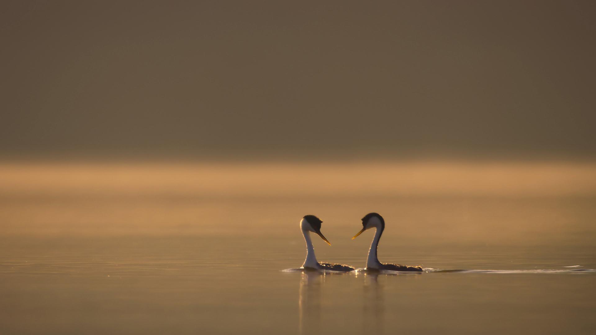 Still from Finding a Partner