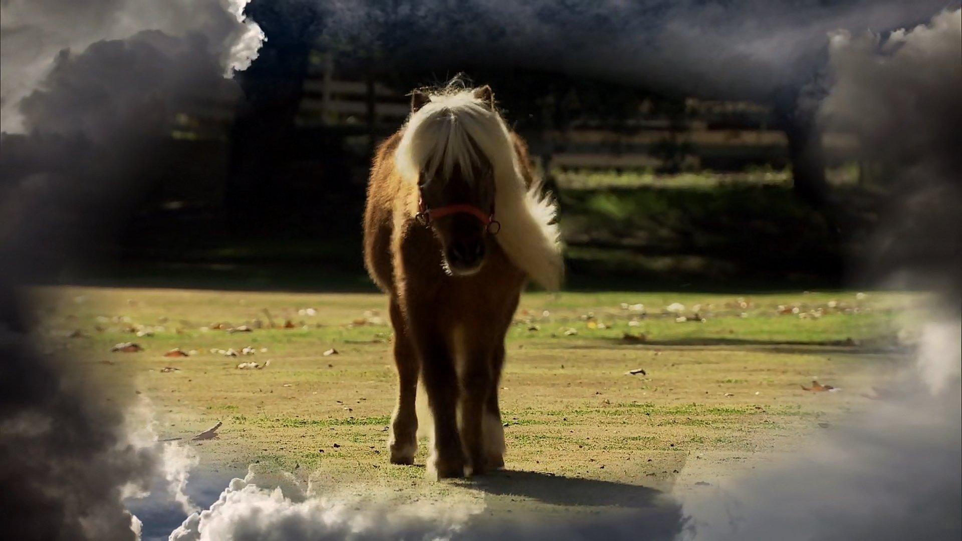 Still from Li'l Sebastian
