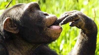 Still from The Chimpcam Project