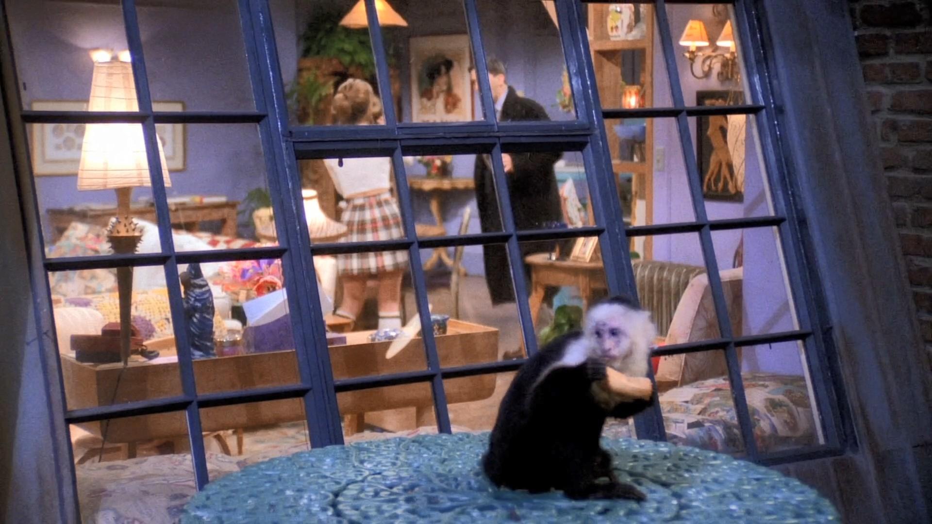 Still from The One Where the Monkey Gets Away