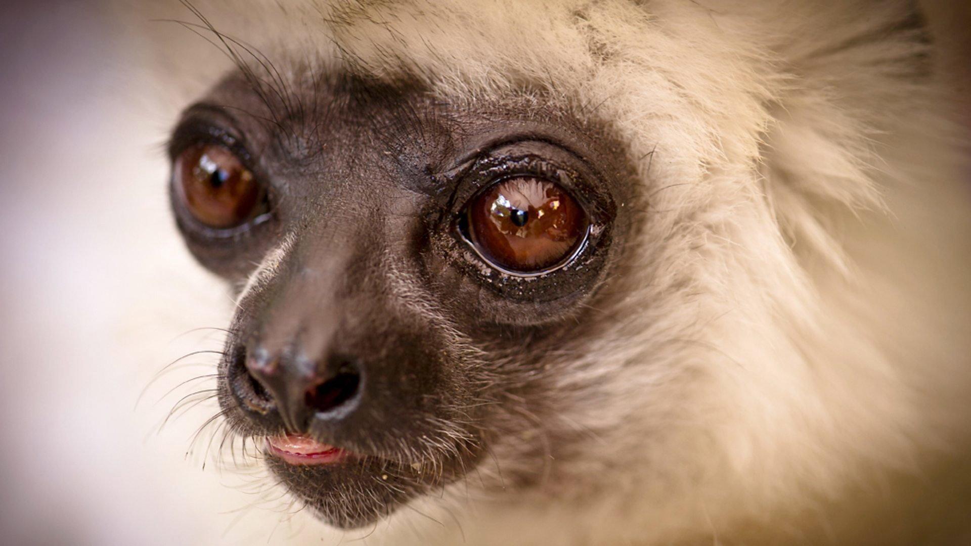 Still from Madagascar: Lemurs and Spies