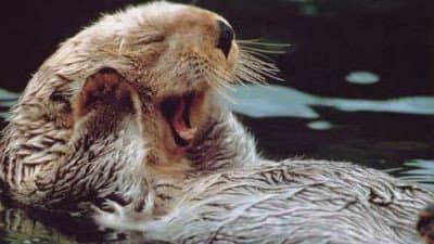 Still from Otters in the Stream of Life