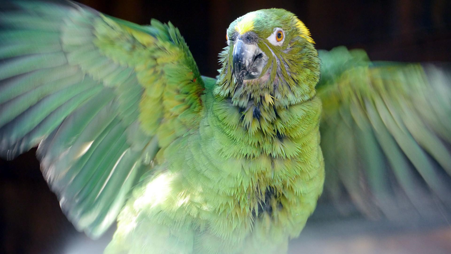 Still from Parrot Confidential