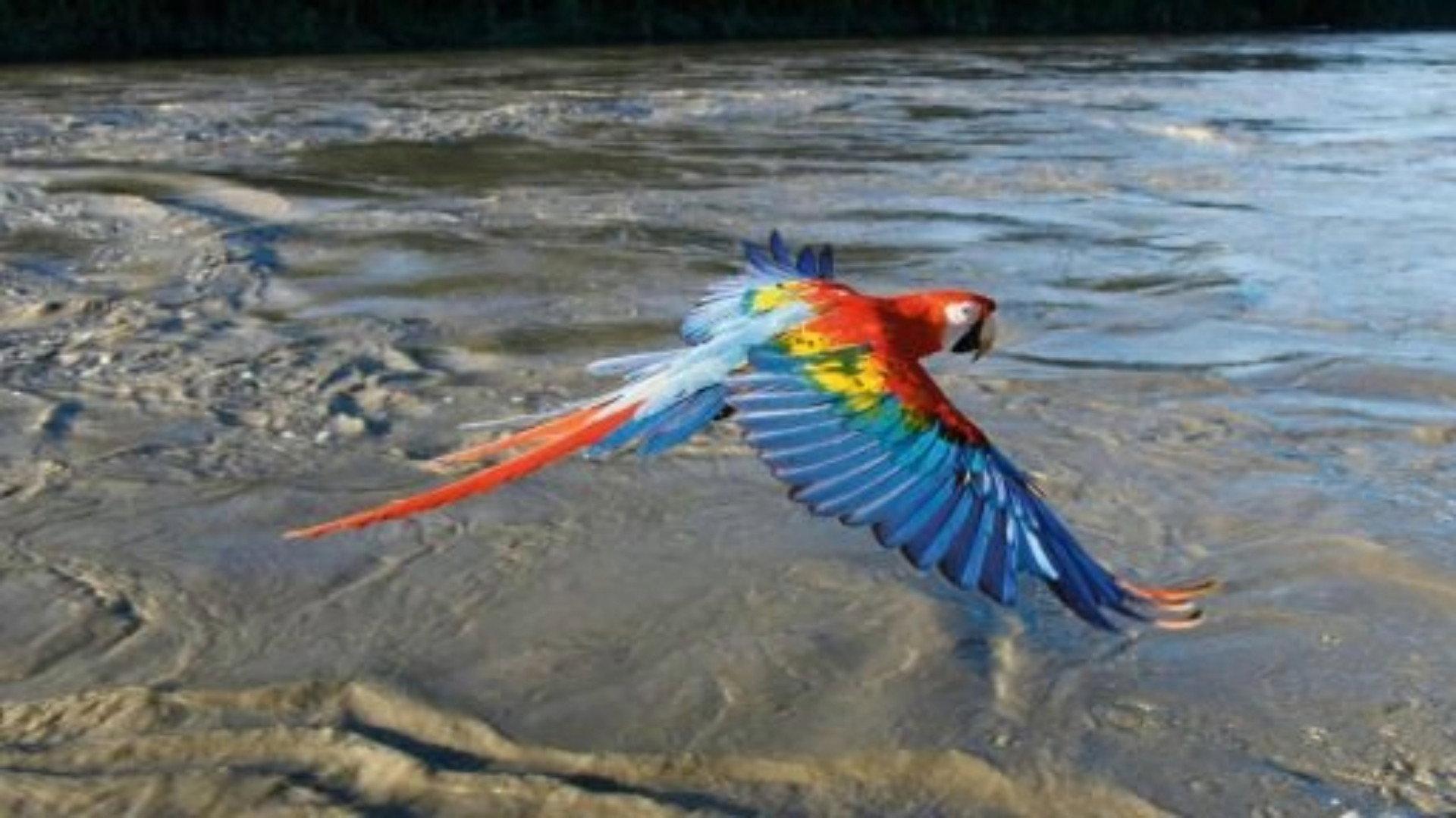 Still from Earthflight: South America