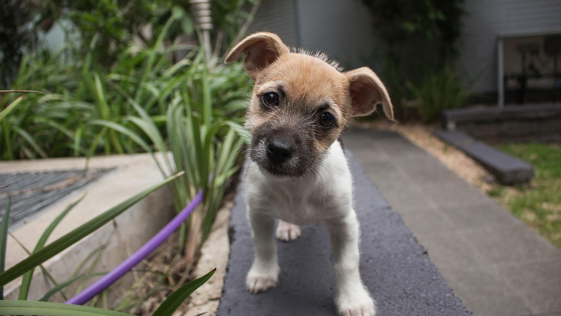 Still from Dogs: the Early Years