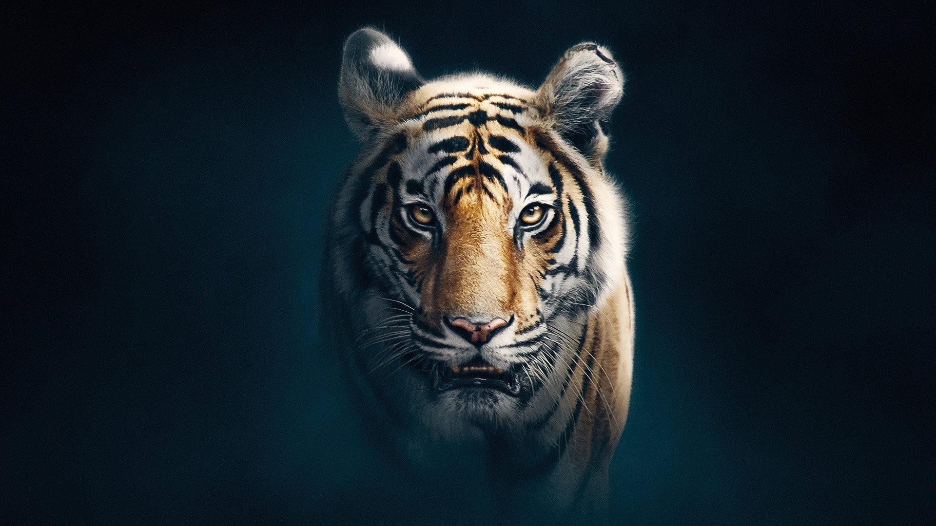Still from Tiger