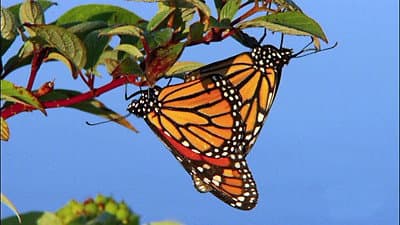 Still from The Incredible Journey of the Butterflies