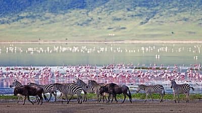 Still from The Crater: Africa's Predator Paradise