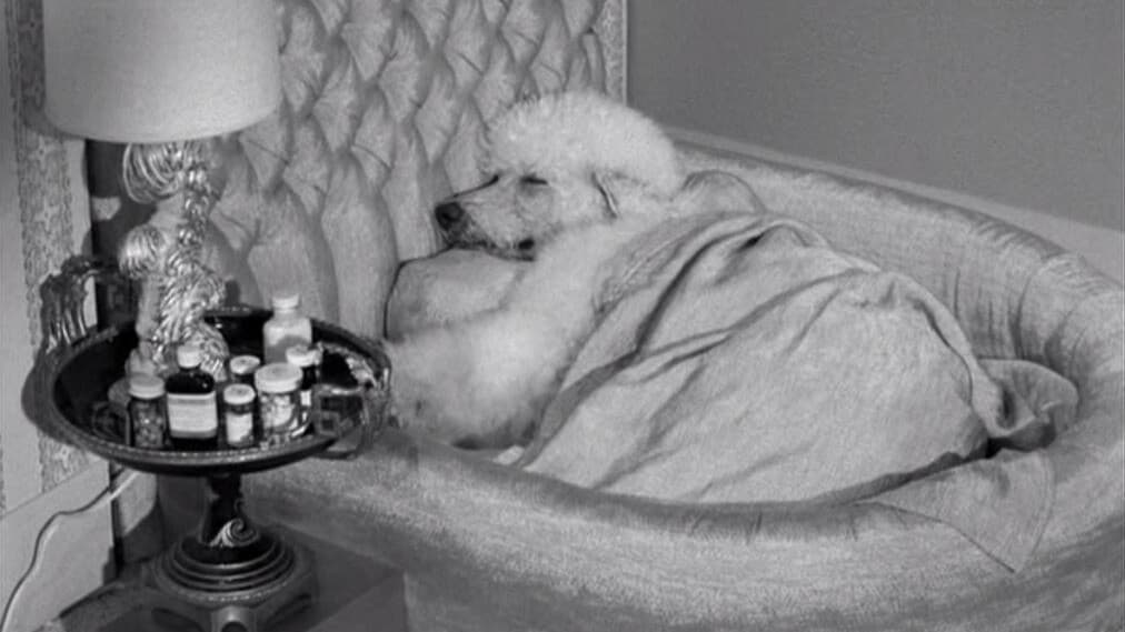 Still from Drysdale's Dog Days
