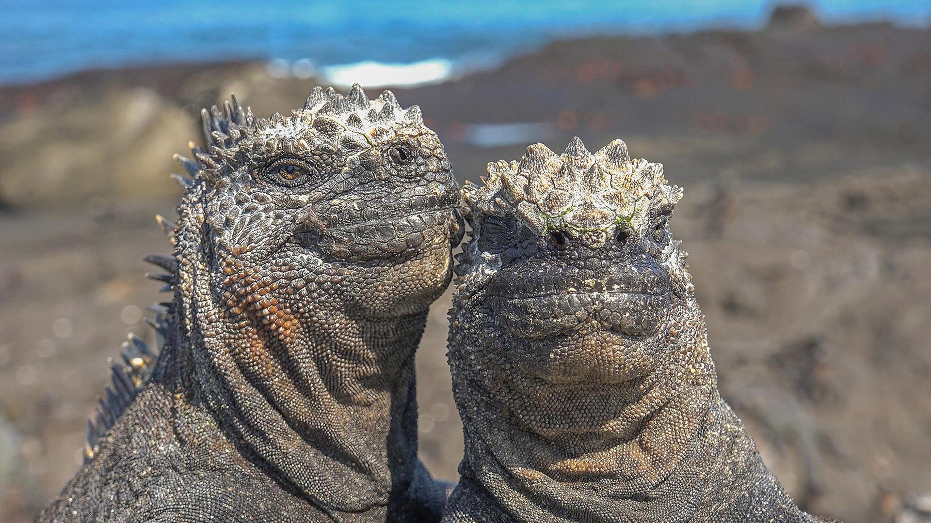 Still from Spy in the Ocean: Deep Relationships