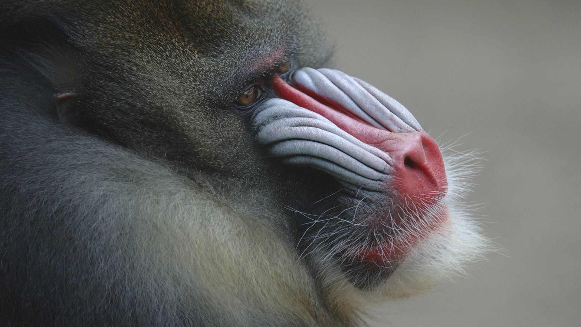 Still from Mask of the Mandrill