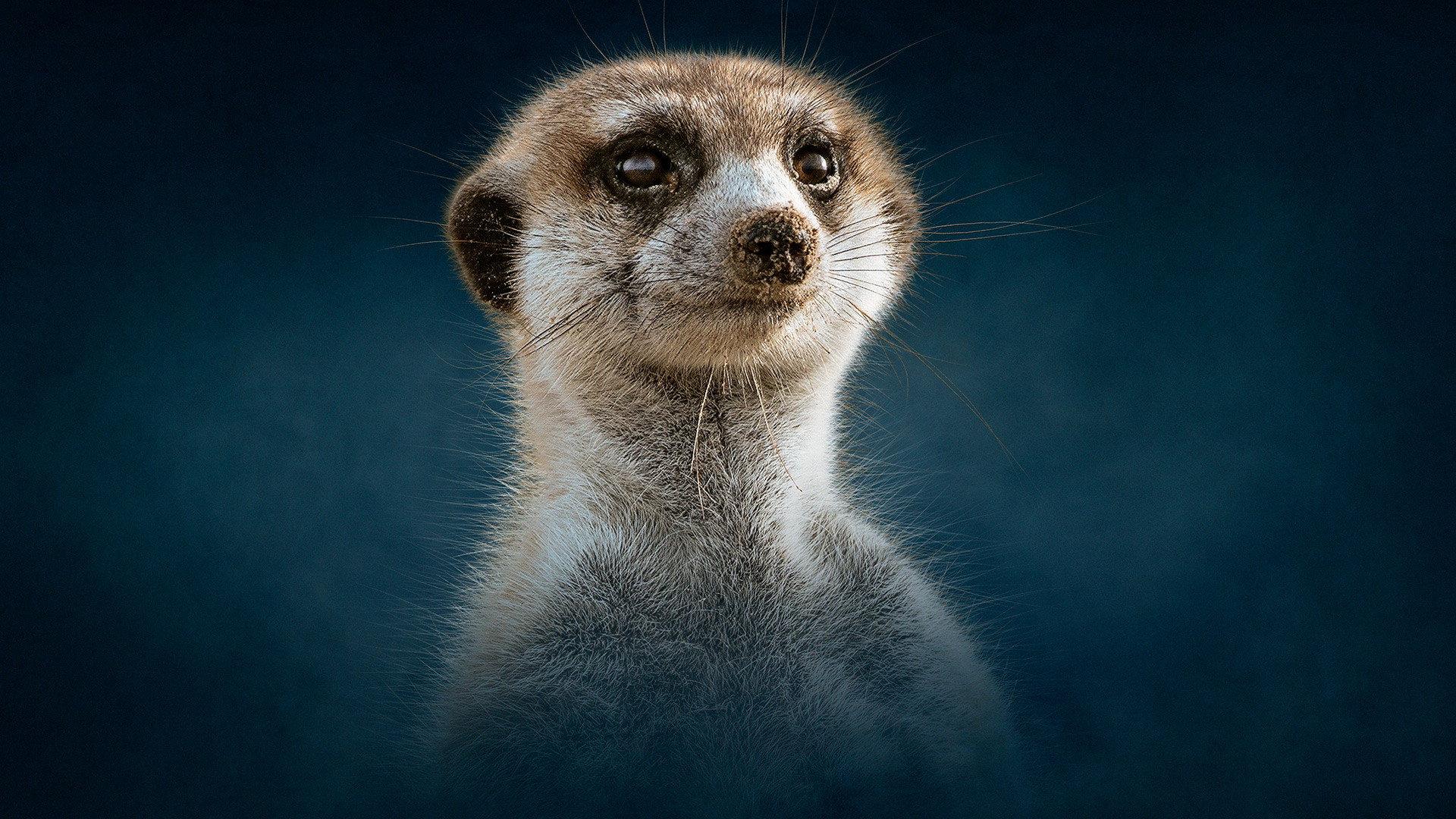 Still from Meerkat: A Dynasties Special