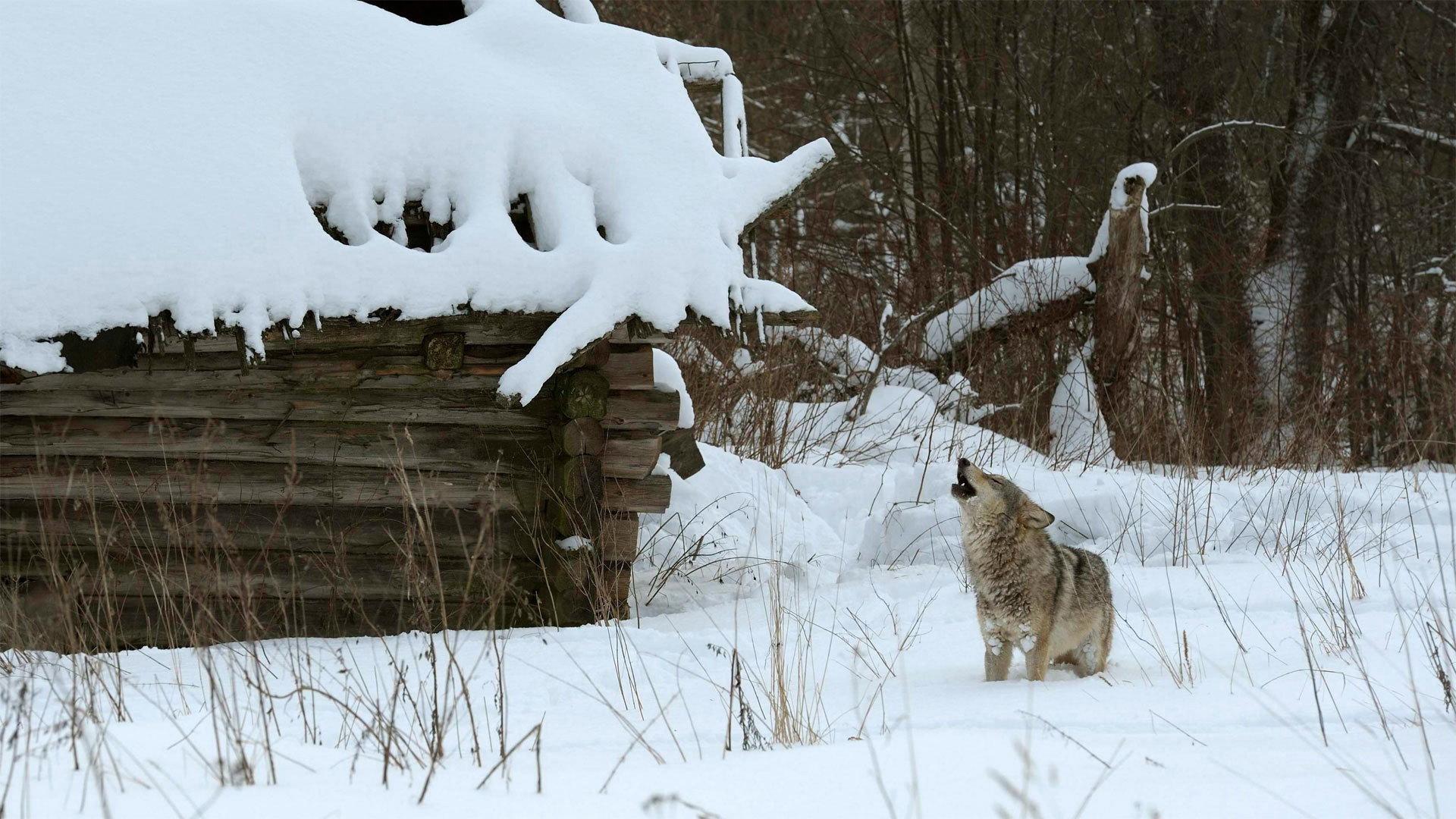 Still from Radioactive Wolves