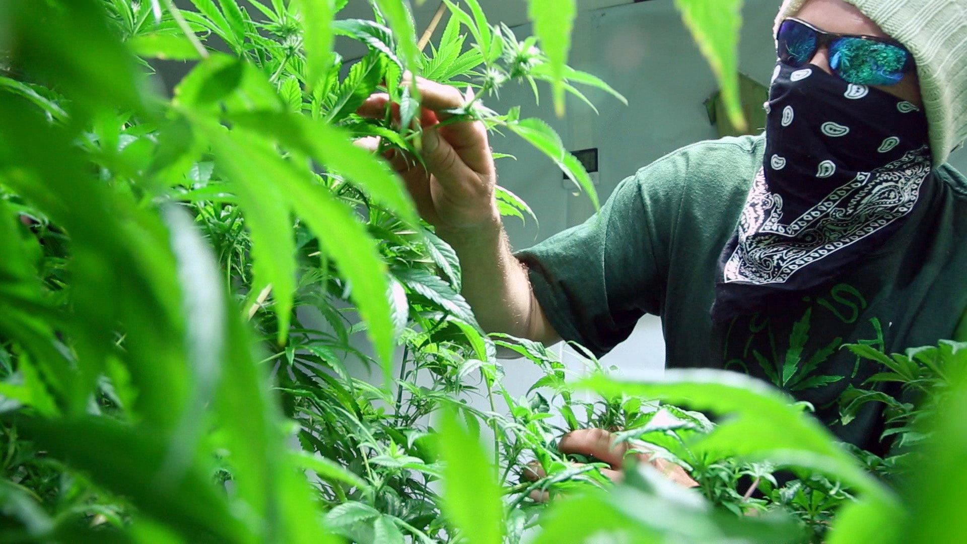 Still from Boston Weed Party